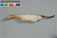 藏品(黃頭鷺)的圖片